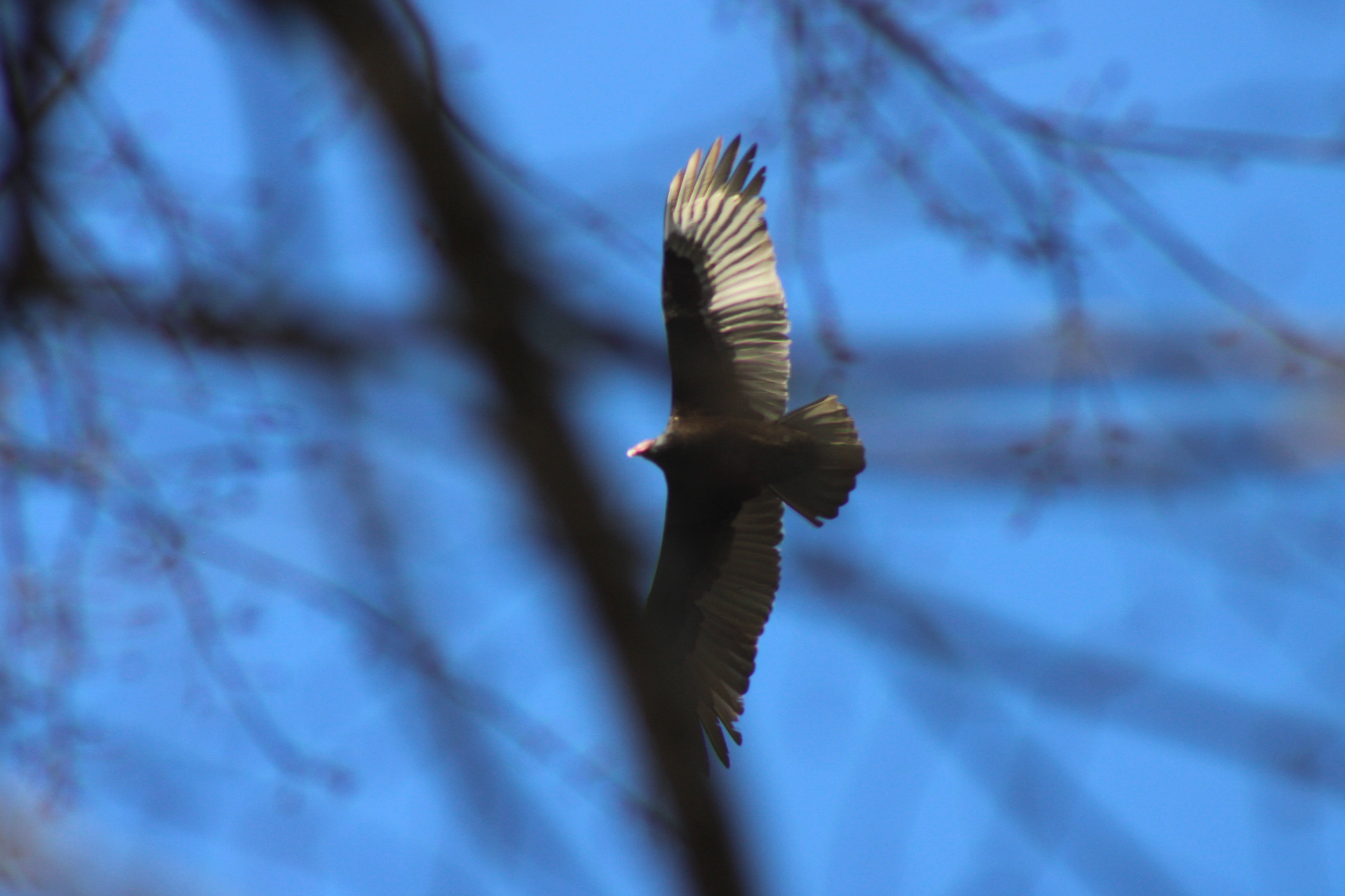 Cathartes aura (Linnaeus, 1758)