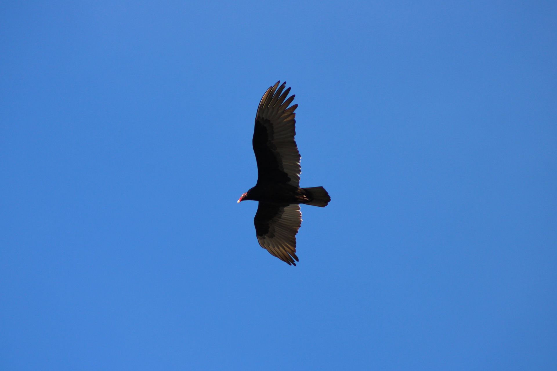 Cathartes aura (Linnaeus, 1758)
