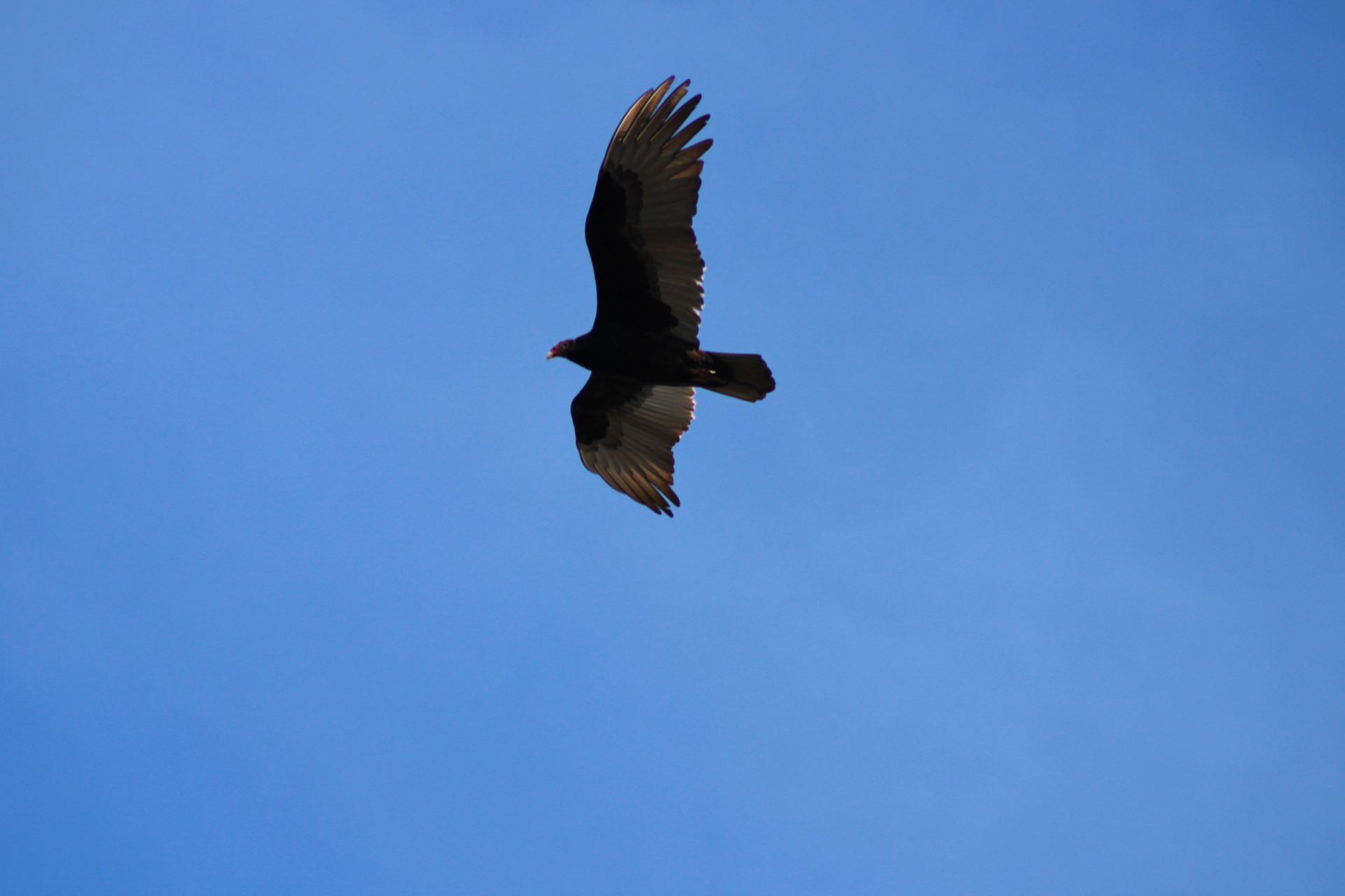 Cathartes aura (Linnaeus, 1758)