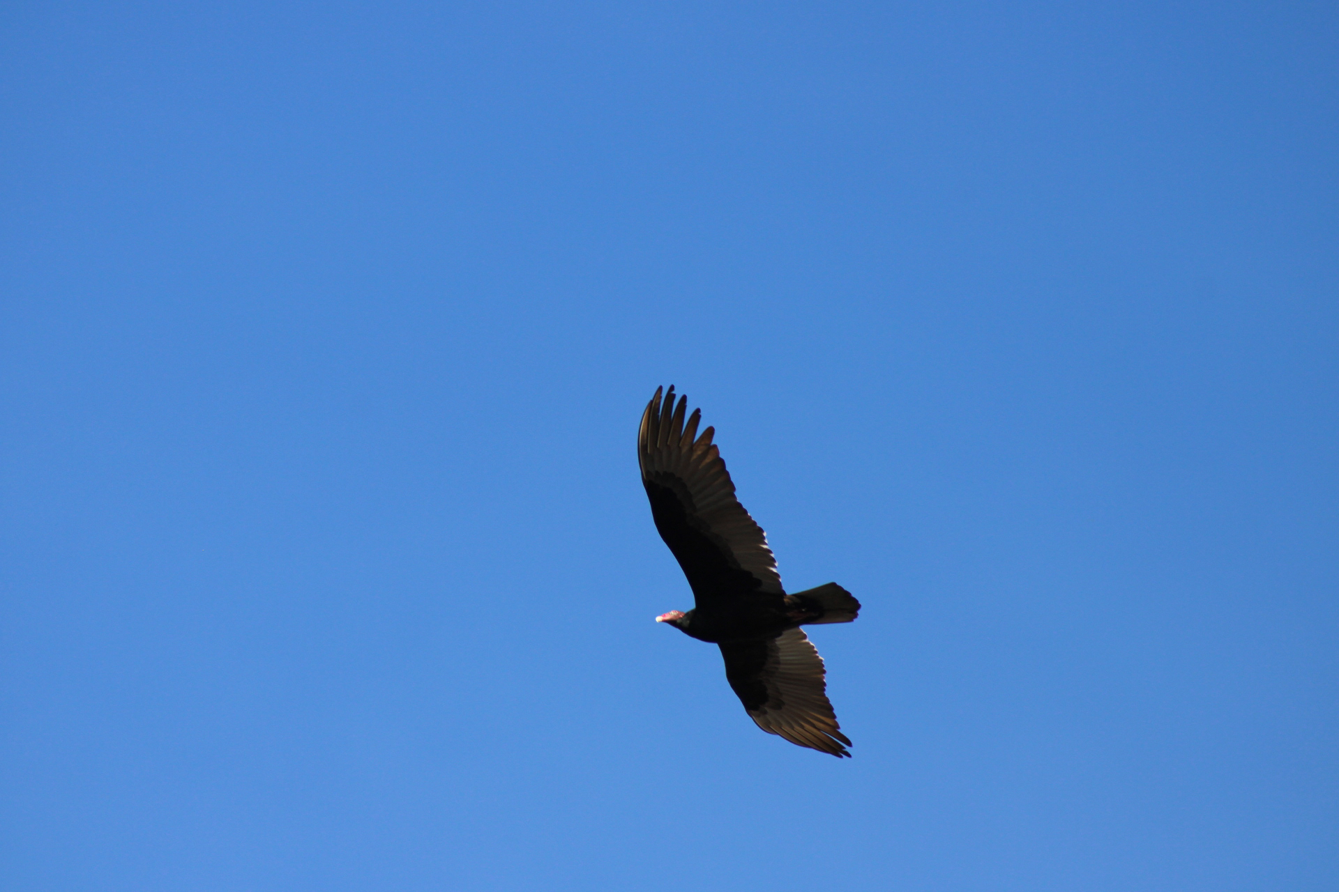Cathartes aura (Linnaeus, 1758)