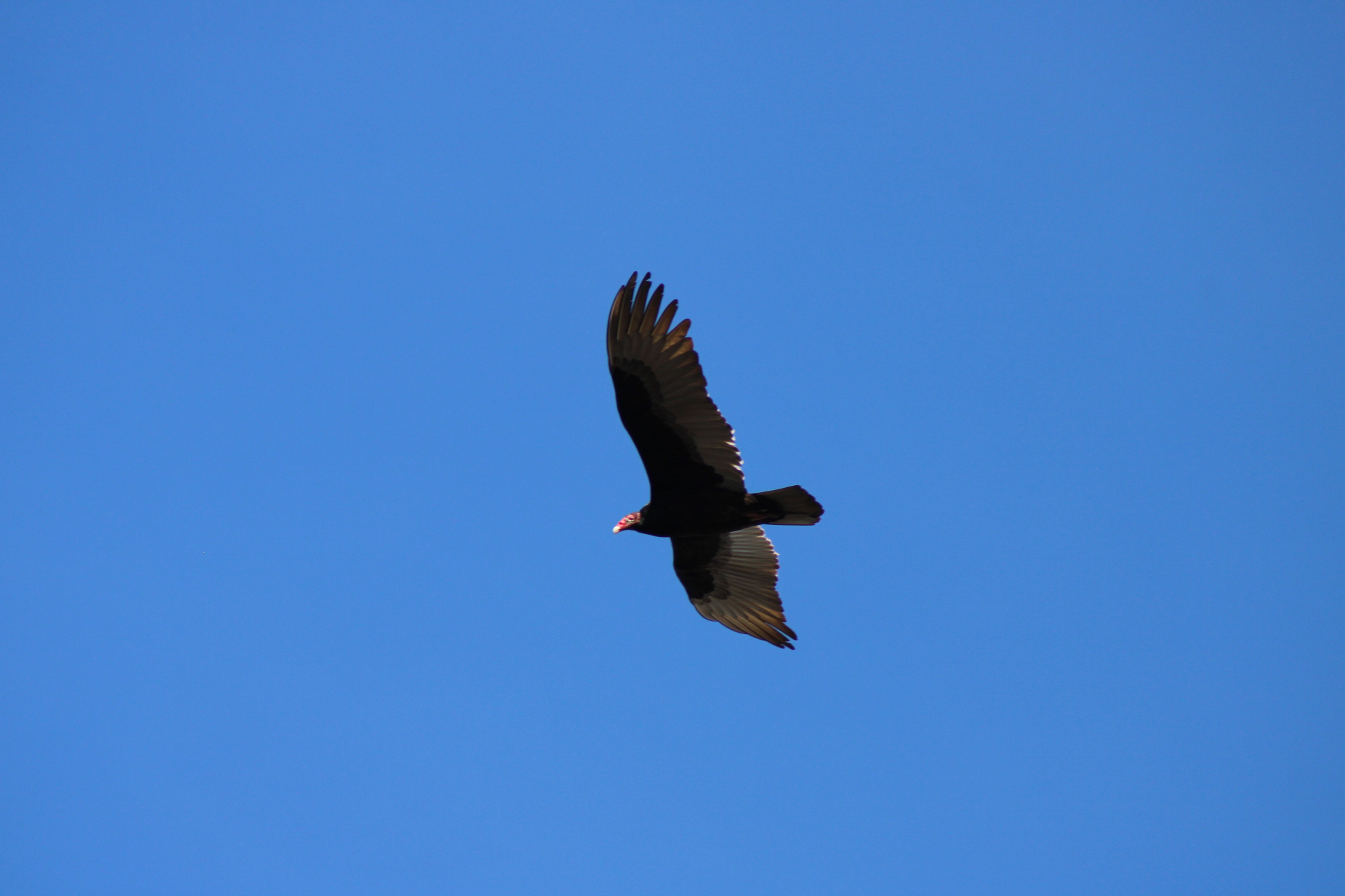 Cathartes aura (Linnaeus, 1758)