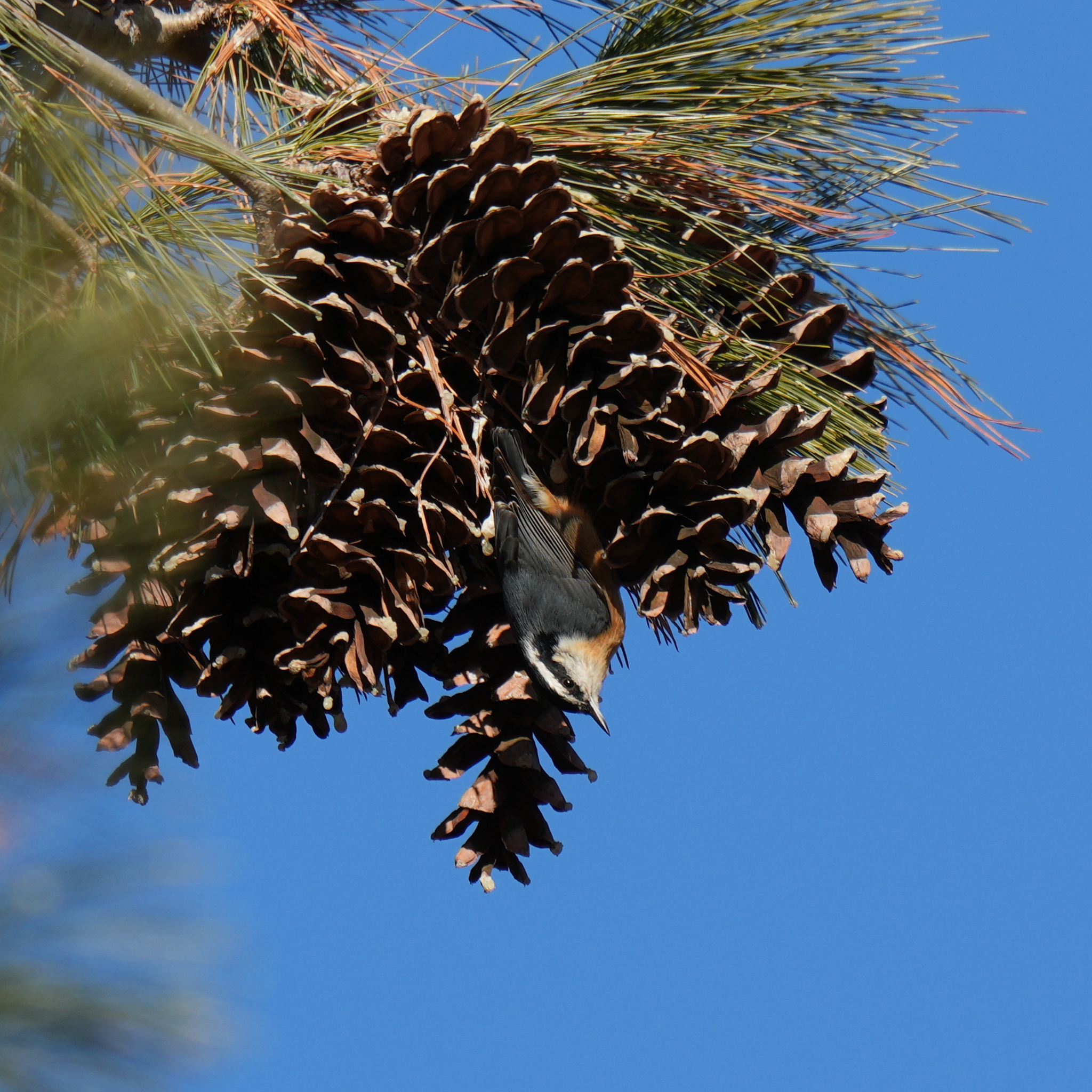 Red-breasted Nuthatch (Sitta canadensis), photo 1