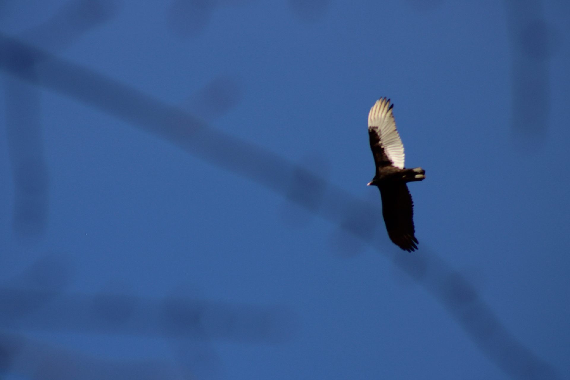 Cathartes aura (Linnaeus, 1758)