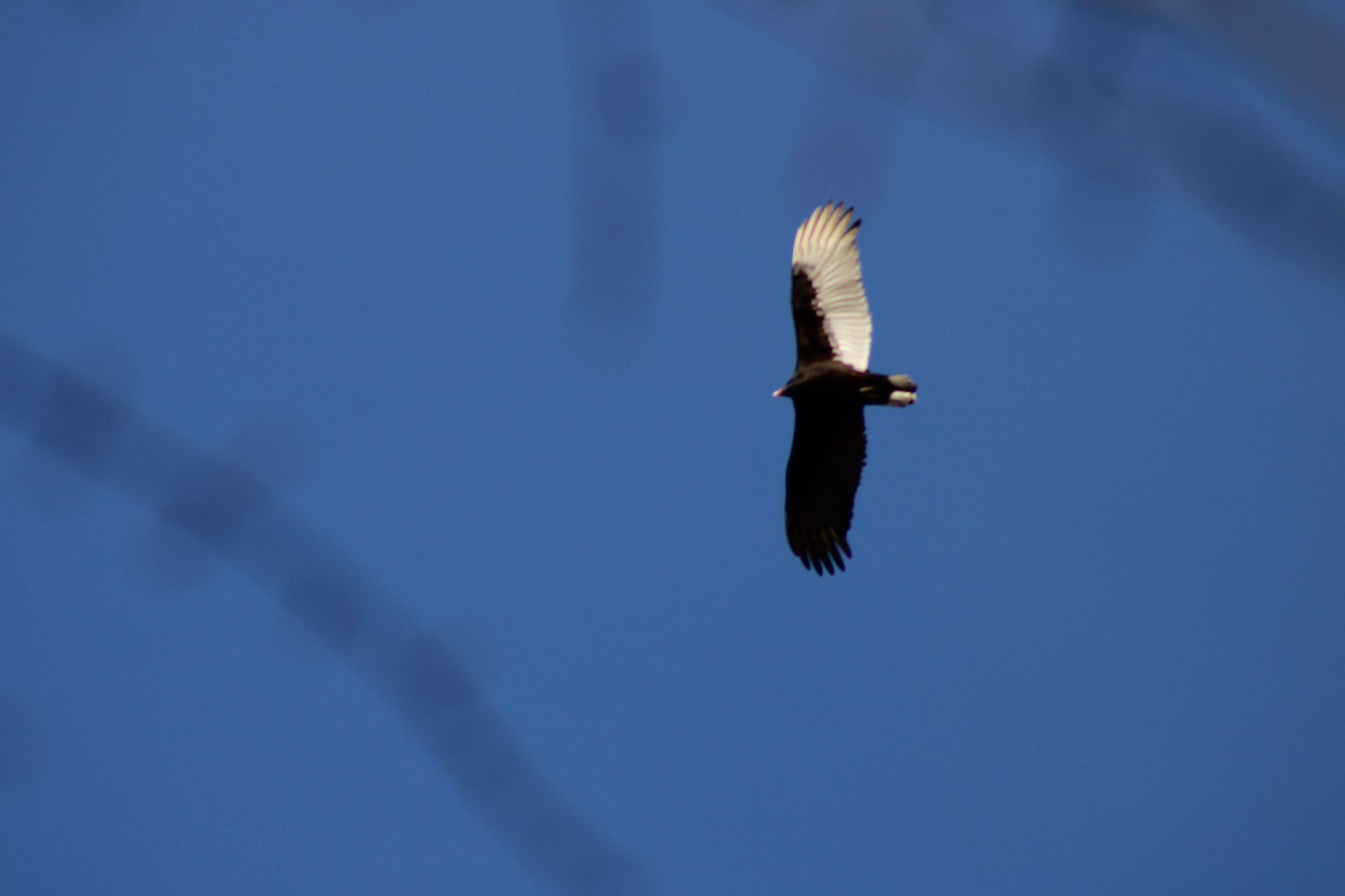 Cathartes aura (Linnaeus, 1758)