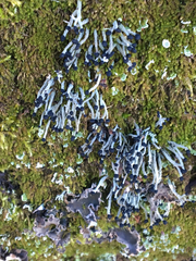 Pilophorus acicularis