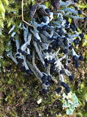 Pilophorus acicularis