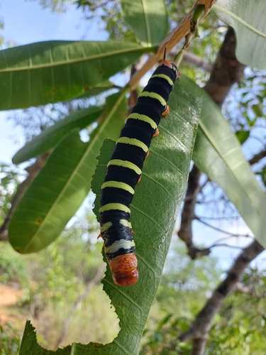 Tetrio Sphinx