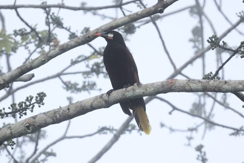 Montezuma Oropendola (Psarocolius montezuma), photo 2