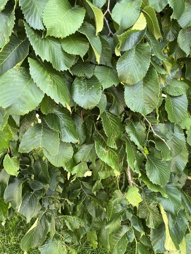 Wych elm