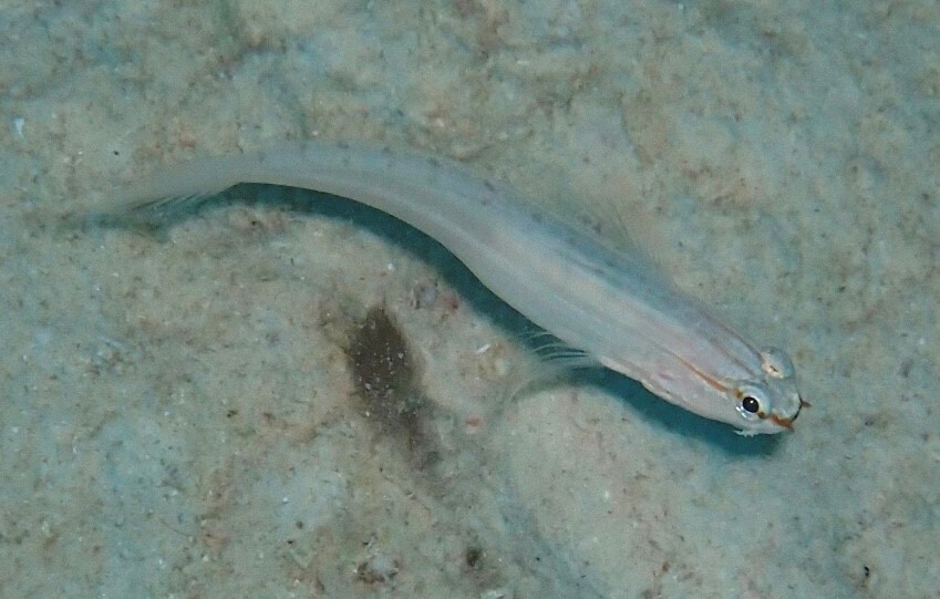False sleeper-goby (Amblygobius nocturnus) — Gobiidae