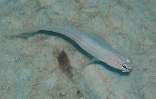 False sleeper-goby (Amblygobius nocturnus) — Gobiidae
