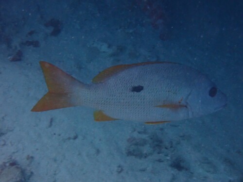 Black spot red snapper (Lutjanus monostigma) — Lutjanidae