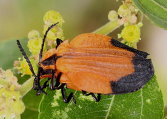 Lycus melanurus