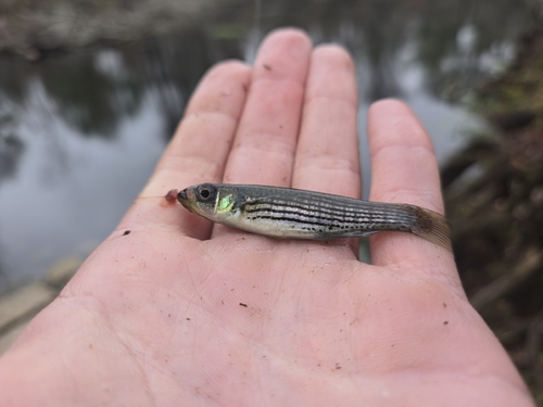 Lined topminnow (Fundulus lineolatus) — Fundulidae — 3