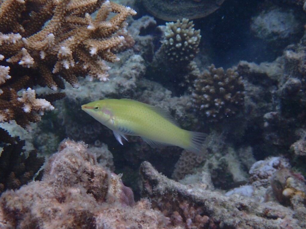 Black-blotched rainbowfish (Halichoeres chloropterus) — Labridae