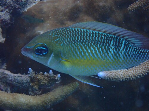 Barned-face spine-cheek (Scolopsis margaritifera) — Nemipteridae