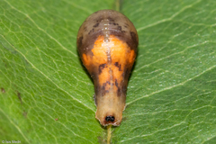 Ocyptamus gastrostactus