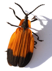 Lycus melanurus