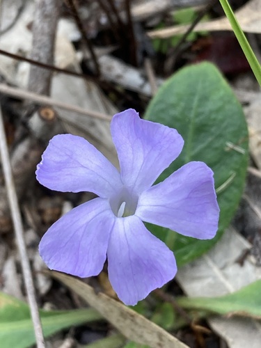 Brunoniella acaulis, 2026-01-05