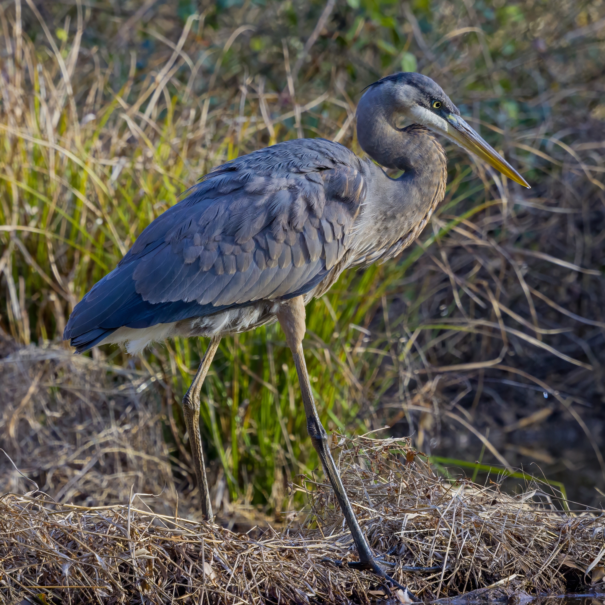 Great Blue Heron (Ardea herodias), photo 2