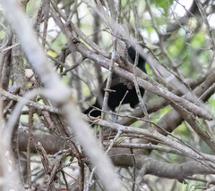 Amblycercus holosericeus