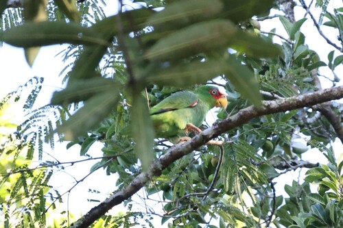 White-fronted Amazon (Amazona albifrons), photo 5
