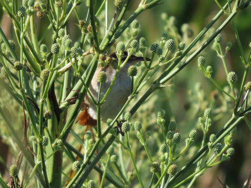 Curve-billed Reedhaunter (Limnornis curvirostris), photo 1