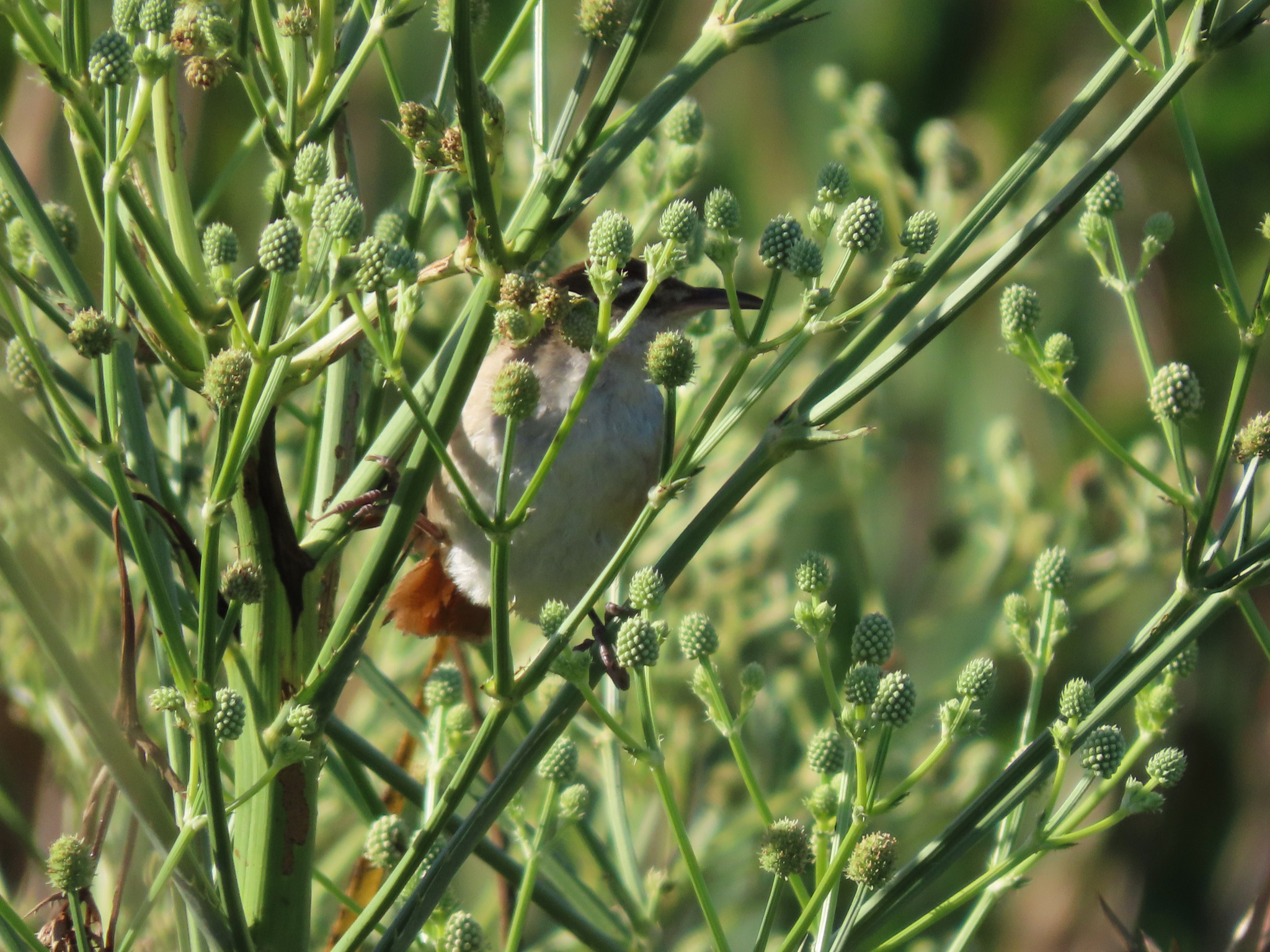 Curve-billed Reedhaunter (Limnornis curvirostris), photo 1