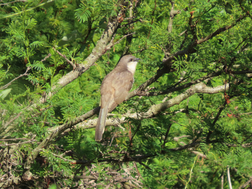 Dark-billed Cuckoo (Coccyzus melacoryphus)