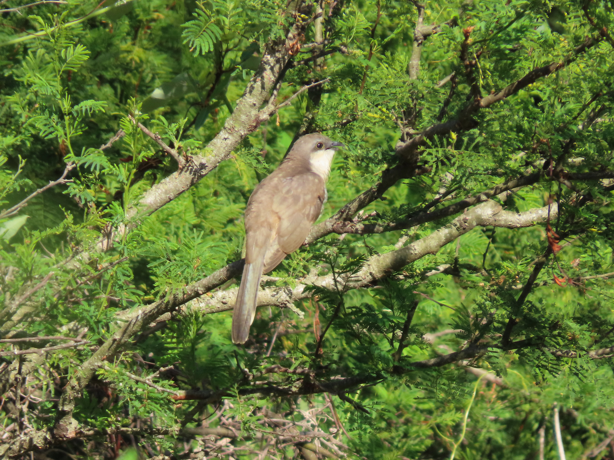 Dark-billed Cuckoo (Coccyzus melacoryphus), photo 1