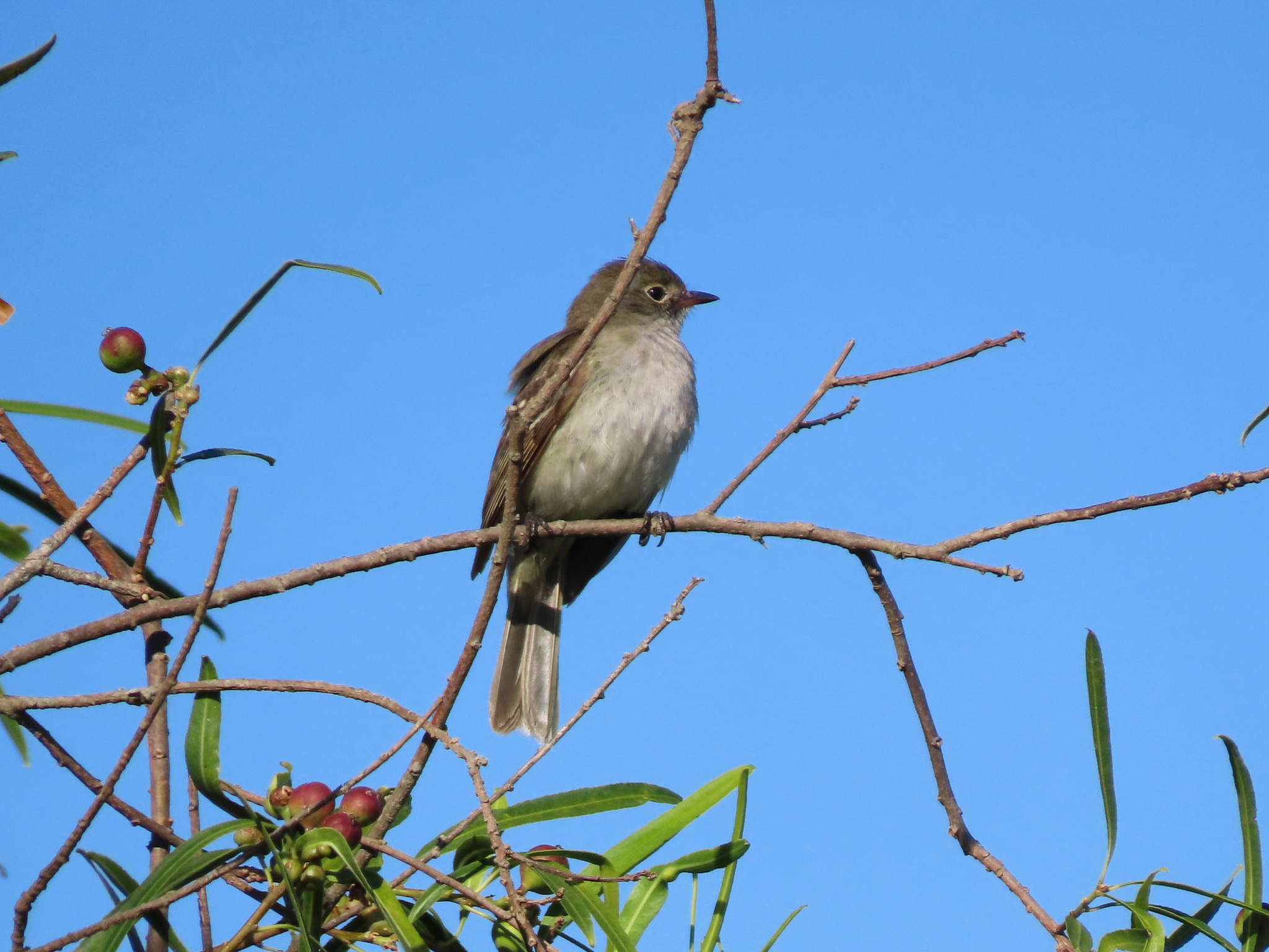Small-billed Elaenia (Elaenia parvirostris), photo 2