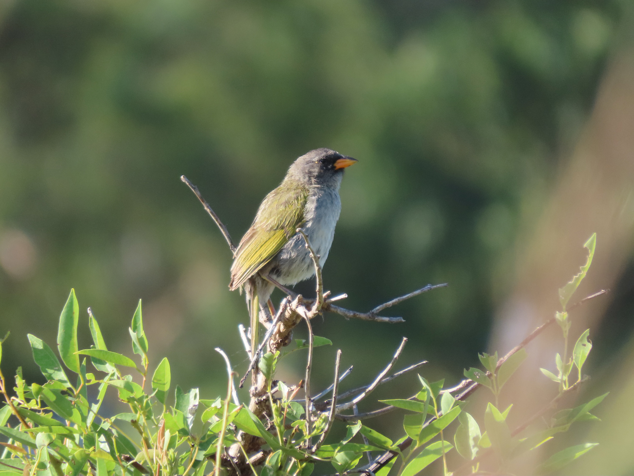 Pampa Finch (Embernagra platensis), photo 1