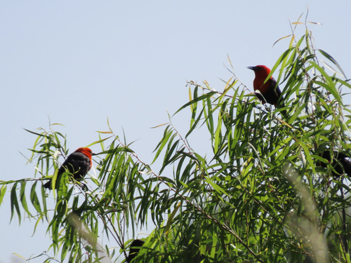 Scarlet-headed Blackbird (Amblyramphus holosericeus)