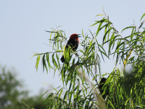Scarlet-headed Blackbird (Amblyramphus holosericeus), photo 2