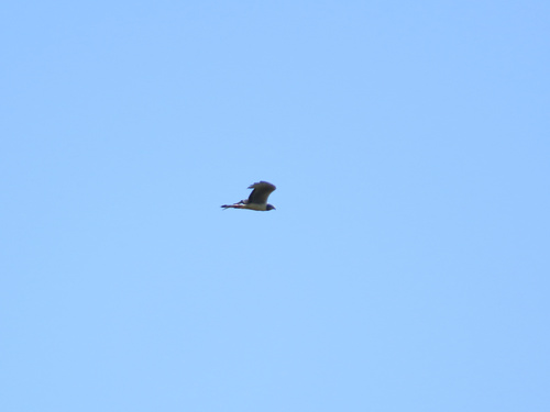 Long-winged Harrier (Circus buffoni)
