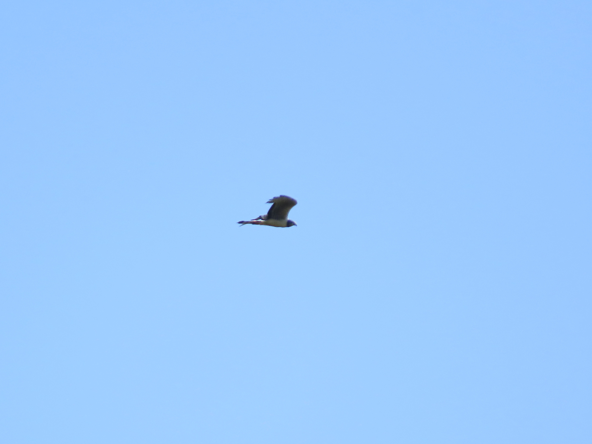Long-winged Harrier (Circus buffoni), photo 1