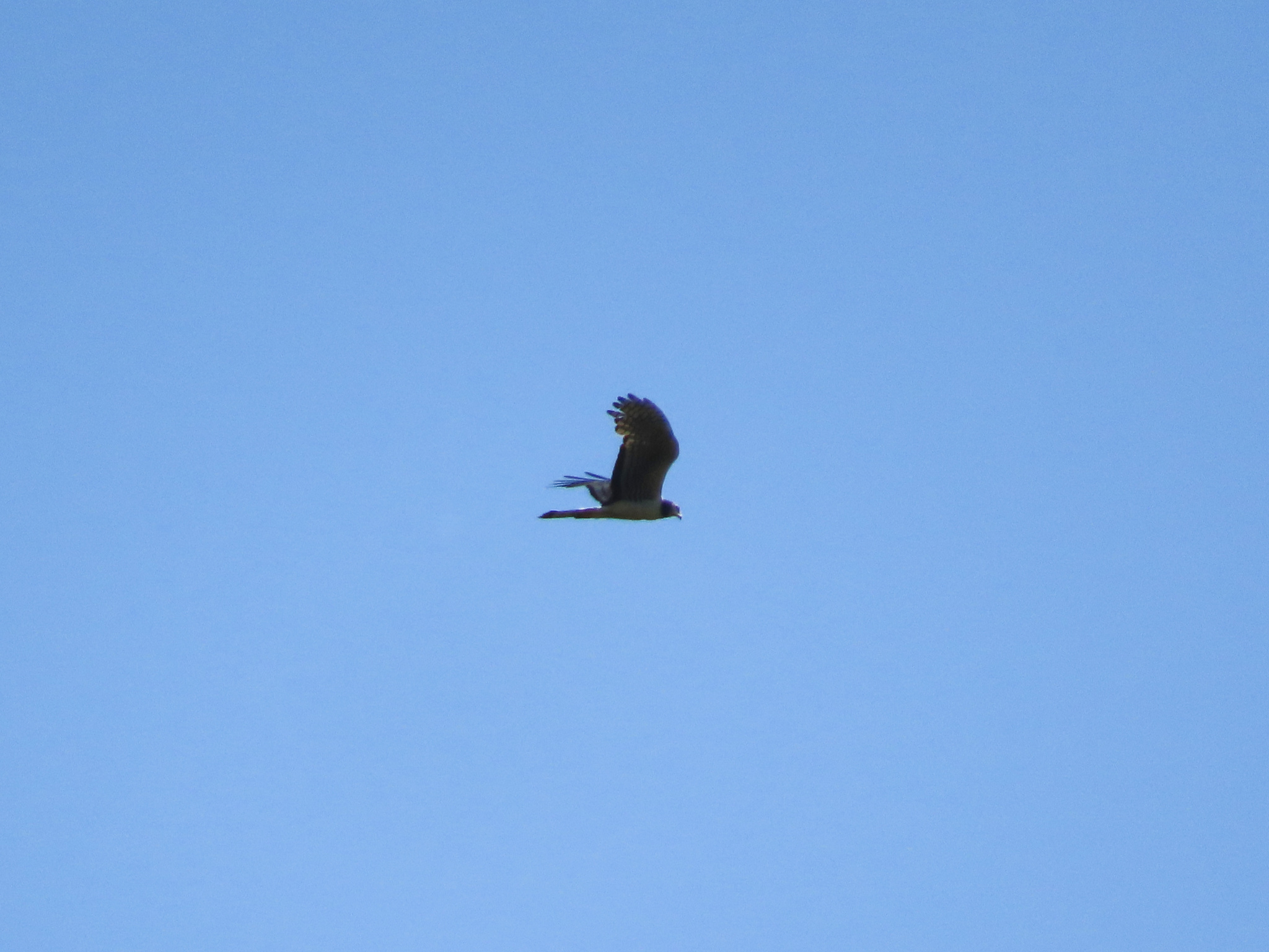 Long-winged Harrier (Circus buffoni), photo 2