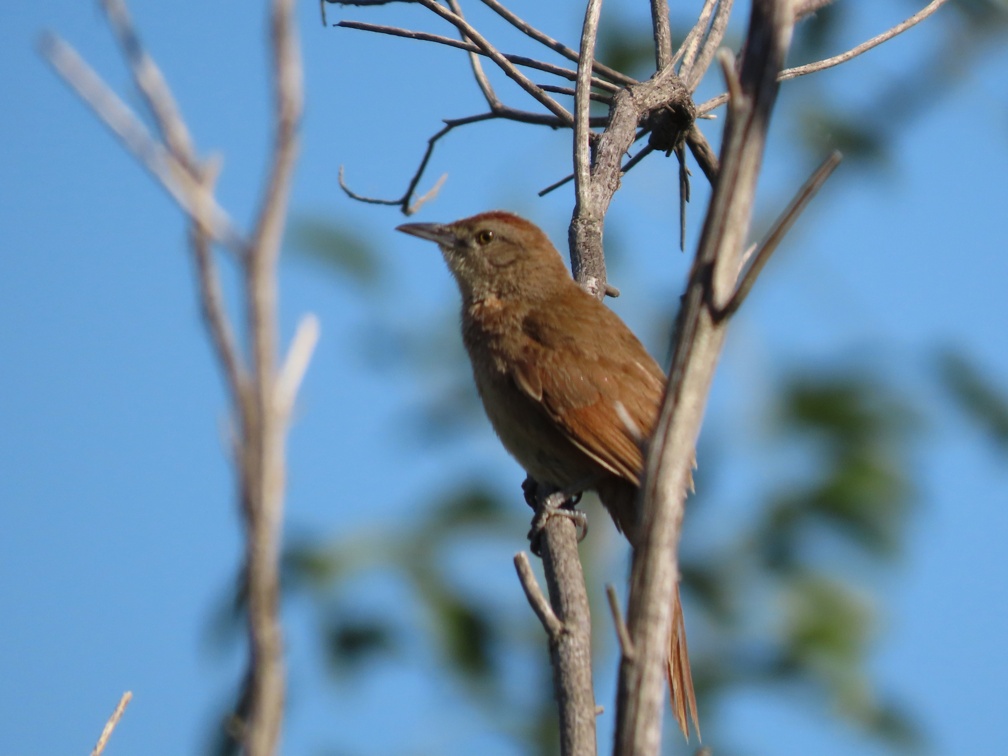 Freckle-breasted Thornbird (Phacellodomus striaticollis), photo 2
