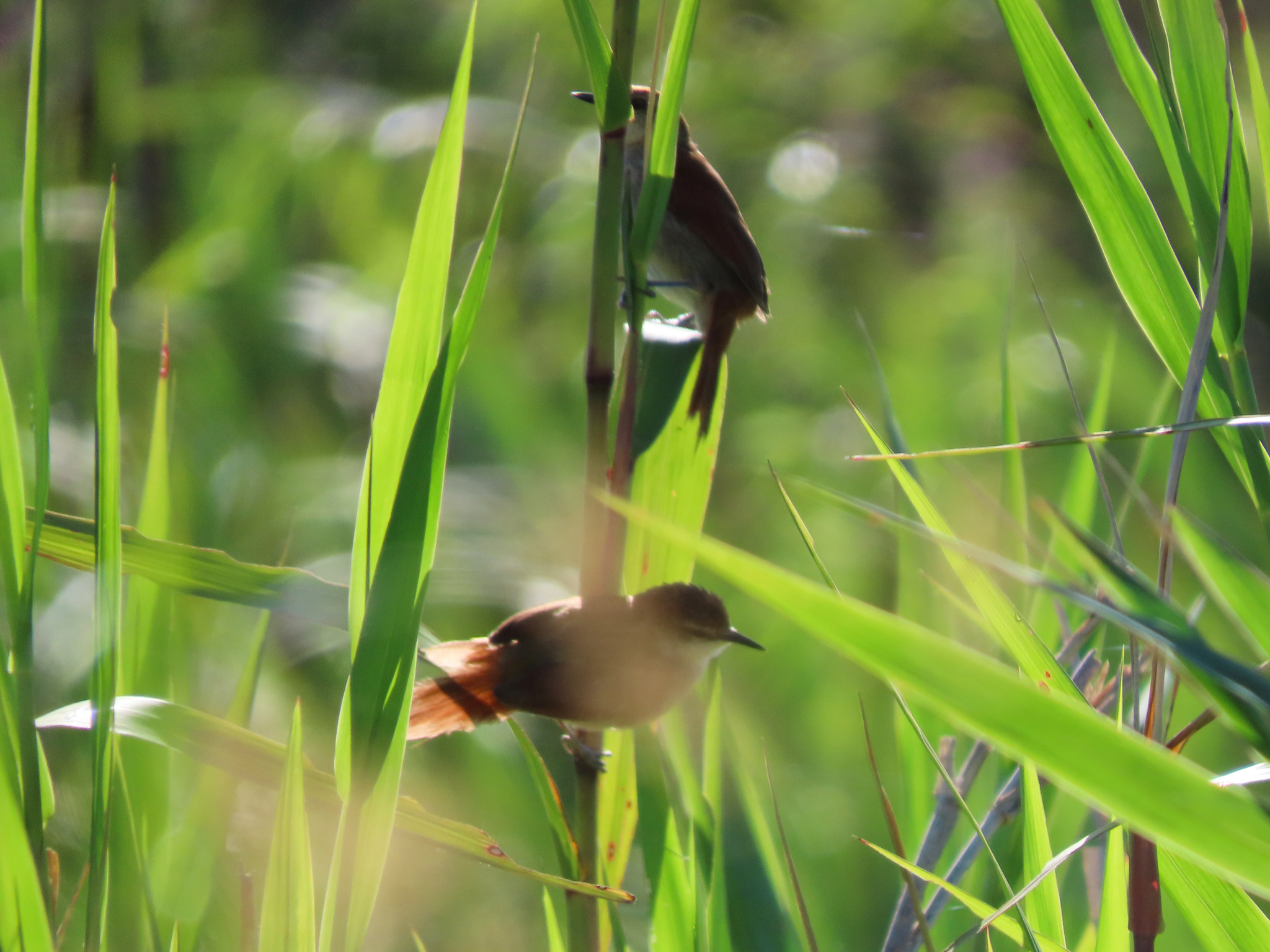 Yellow-chinned Spinetail (Certhiaxis cinnamomeus), photo 2