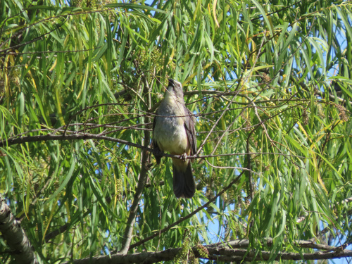 Bluish-grey Saltator (Saltator coerulescens)