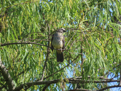 Bluish-grey Saltator (Saltator coerulescens), photo 2