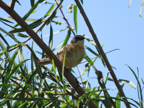 Long-tailed Reed Finch (Donacospiza albifrons)
