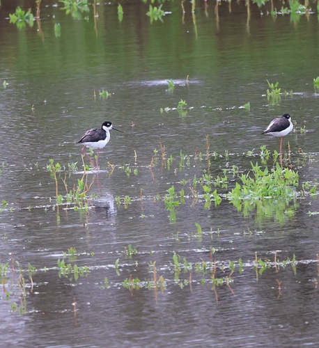 Black-necked Stilt (Himantopus mexicanus), photo 6
