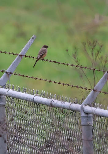 Say's Phoebe (Sayornis saya), photo 5