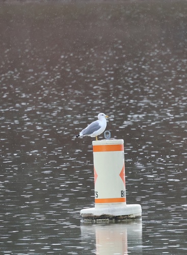 California Gull (Larus californicus)
