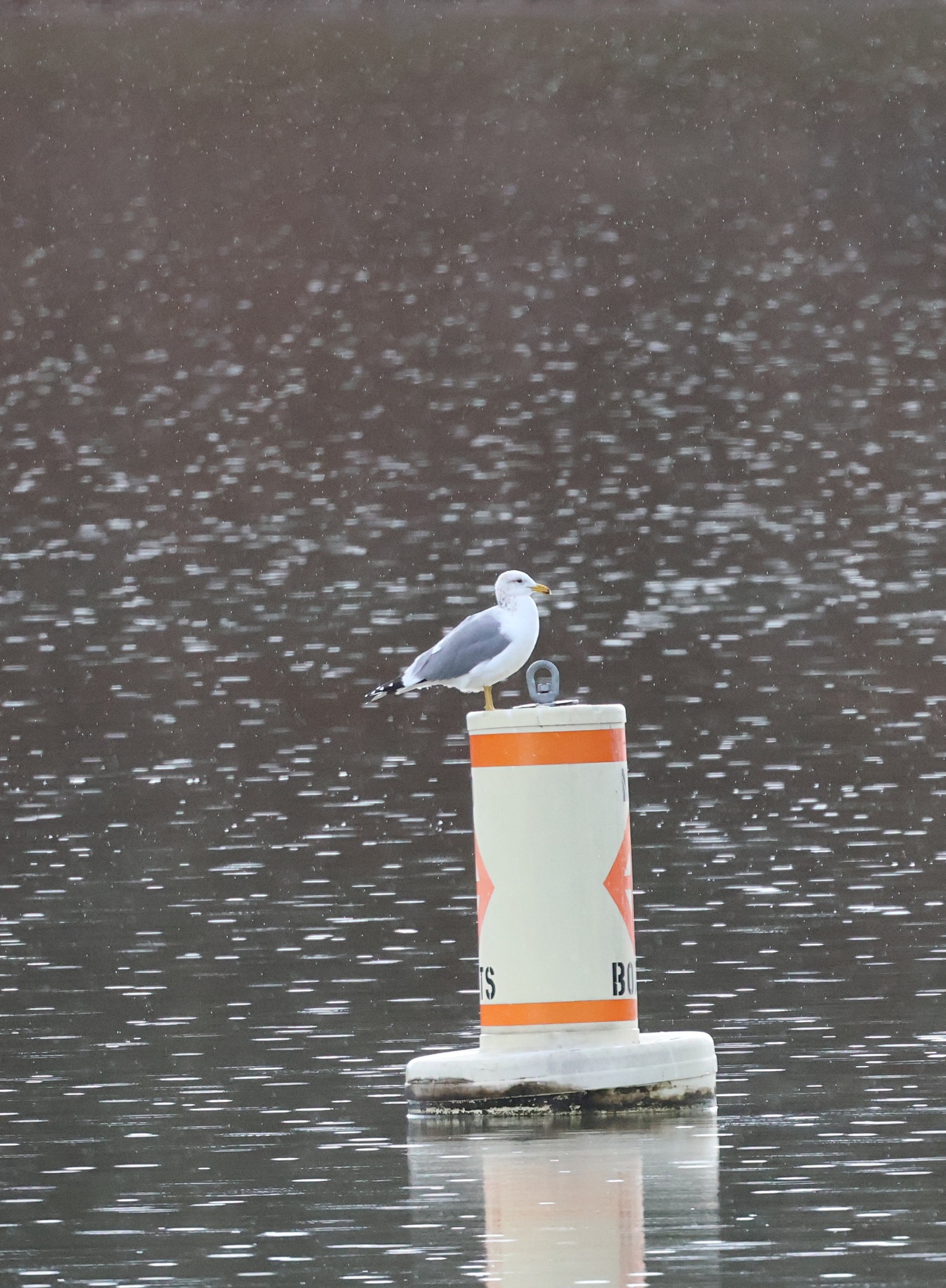 California Gull (Larus californicus), photo 1