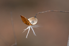 Vincetoxicum hirundinaria