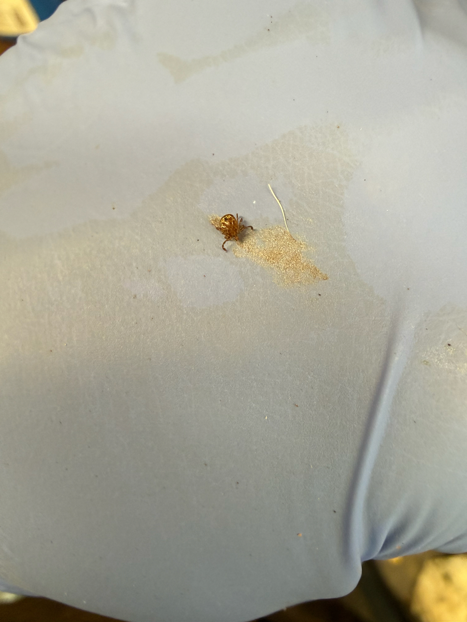 Amblyomma americanum Linnaeus, 1758