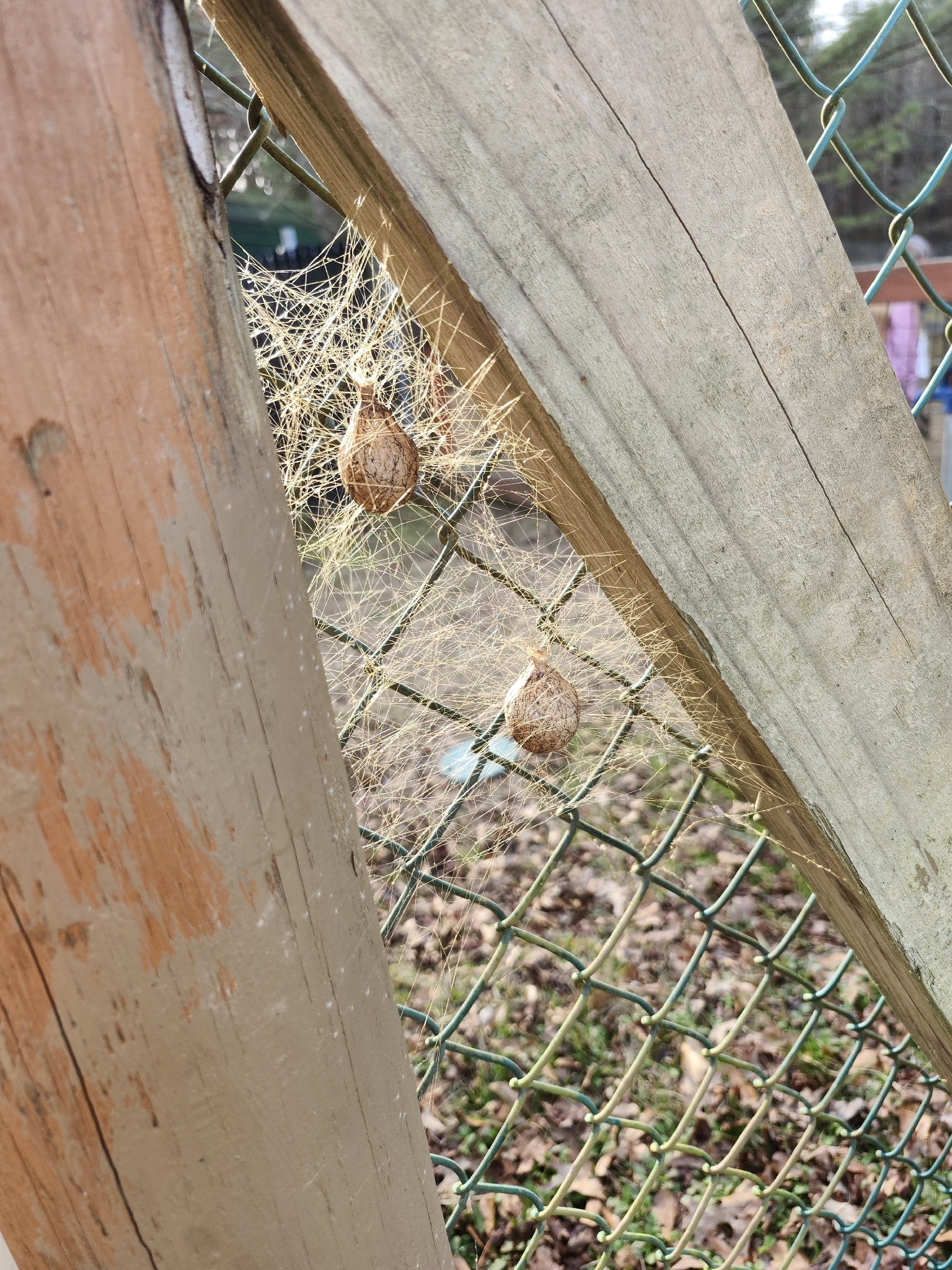 Orb Weavers in Flatonia, TX - Slide 3