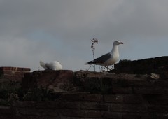 Larus michahellis